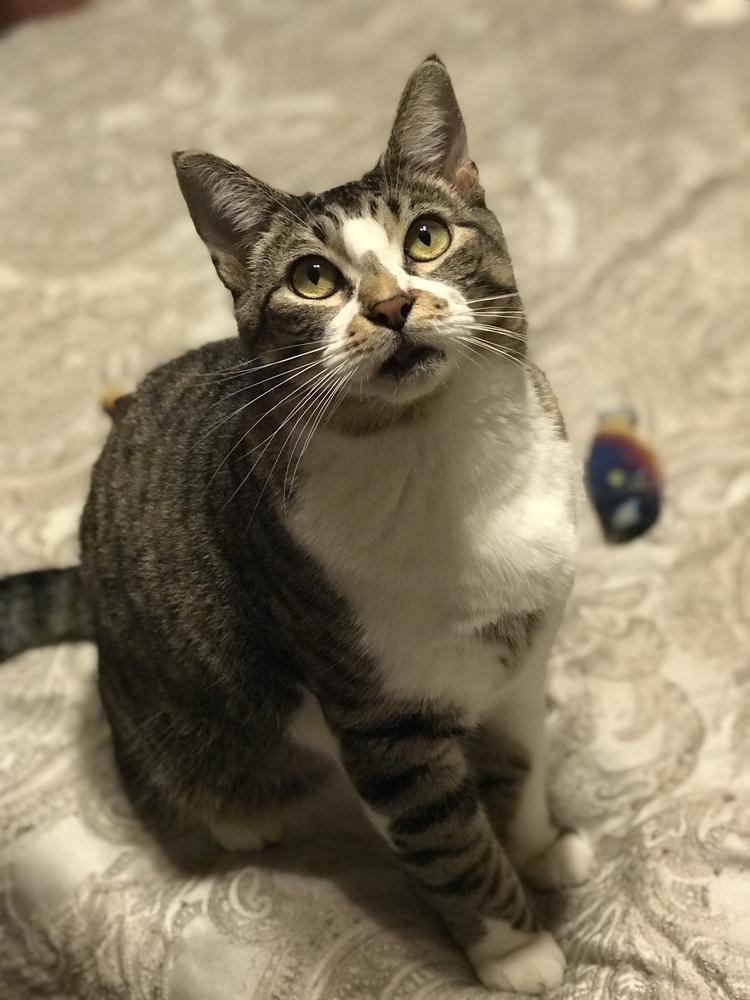 Enlarge Katalie, a Adoptable Domestic Short Hair in Scott, LA image 6/6