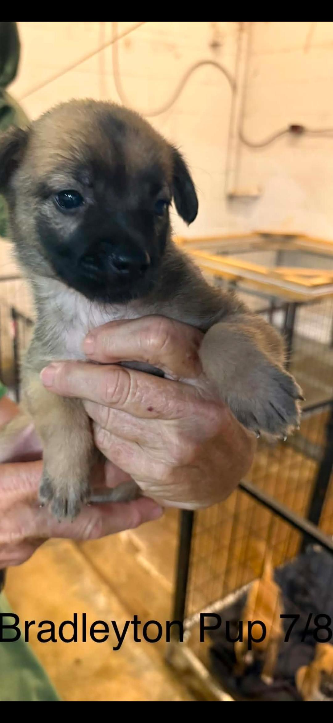 Bradleyton pups, ADOPTABLE, Puppy Female Husky & Black Mouth Cur.