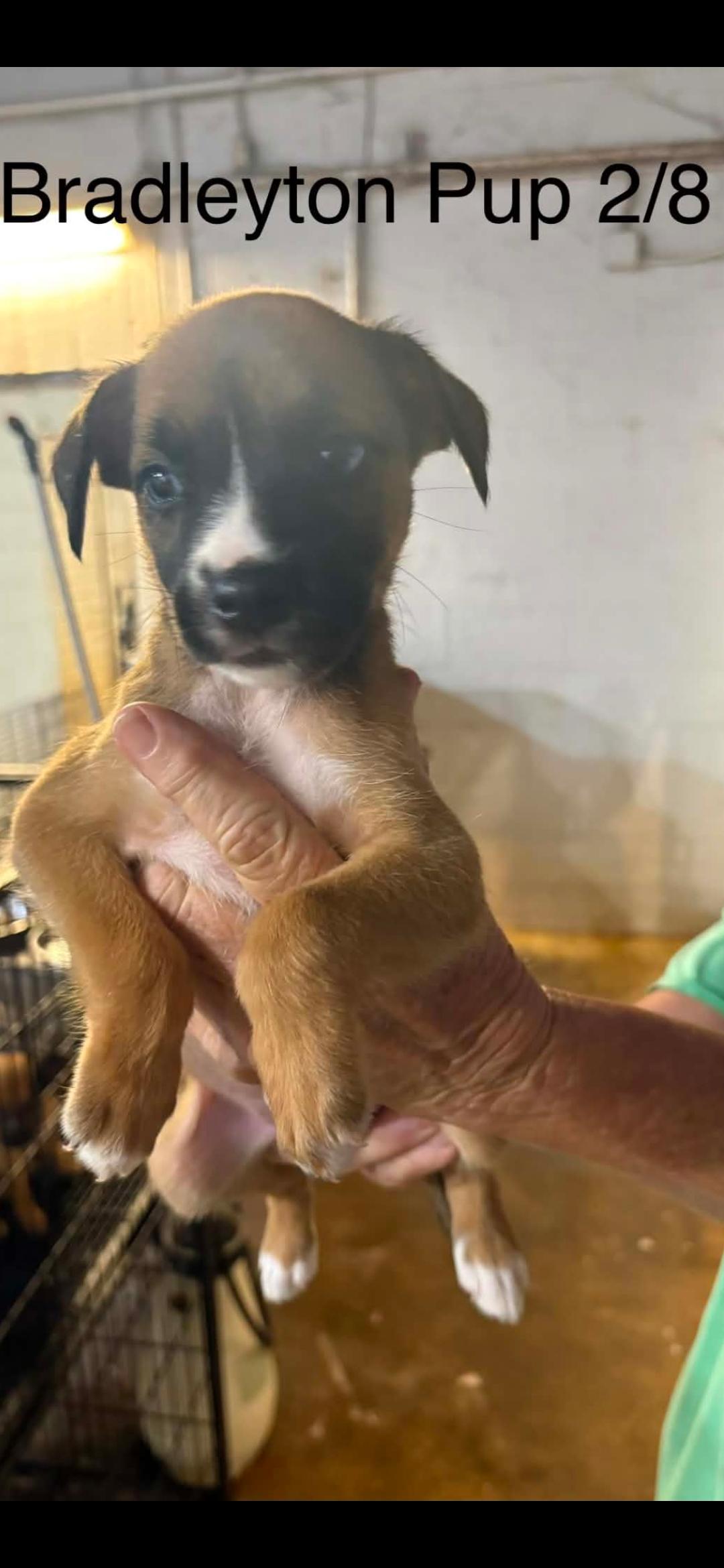 Enlarge Bradleyton pups, a ADOPTABLE mixed breed in Brooksville, FL image 3/6
