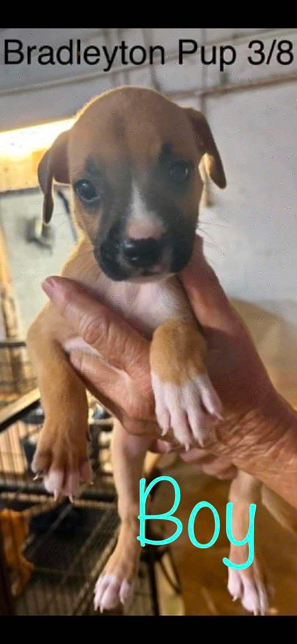 Enlarge Bradleyton pups, a ADOPTABLE mixed breed in Brooksville, FL image 6/6