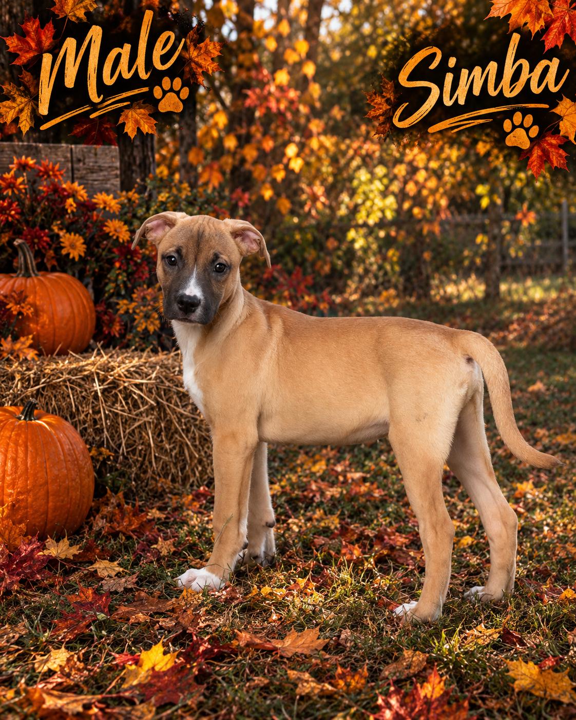 Enlarge Bradleyton pups, a Adoptable mixed breed in Brooksville, FL image 4/5
