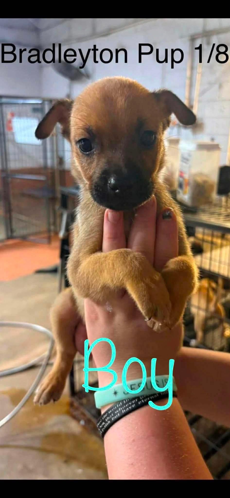 Enlarge Bradleyton pups, a ADOPTABLE mixed breed in Brooksville, FL image 2/6