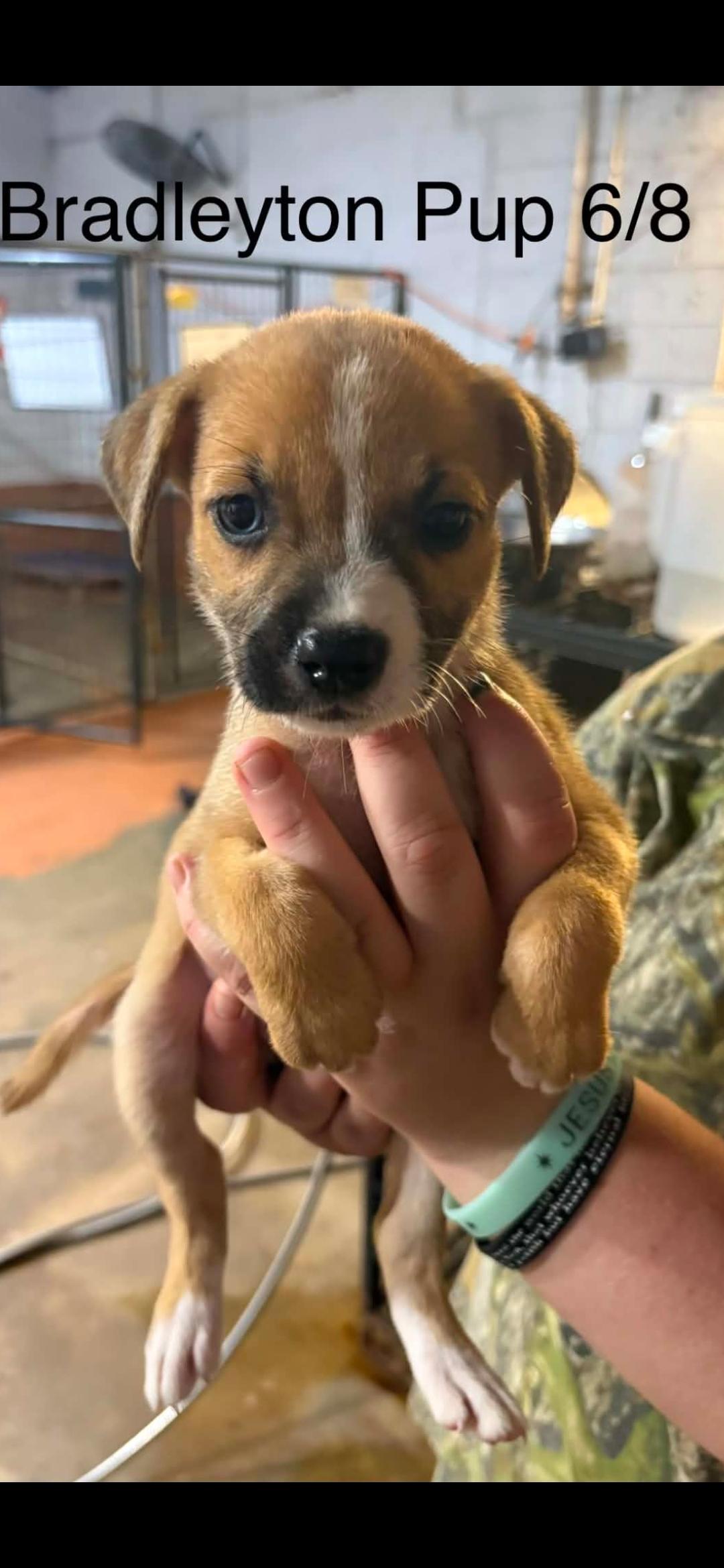 Enlarge Bradleyton pups, a ADOPTABLE mixed breed in Brooksville, FL image 4/6