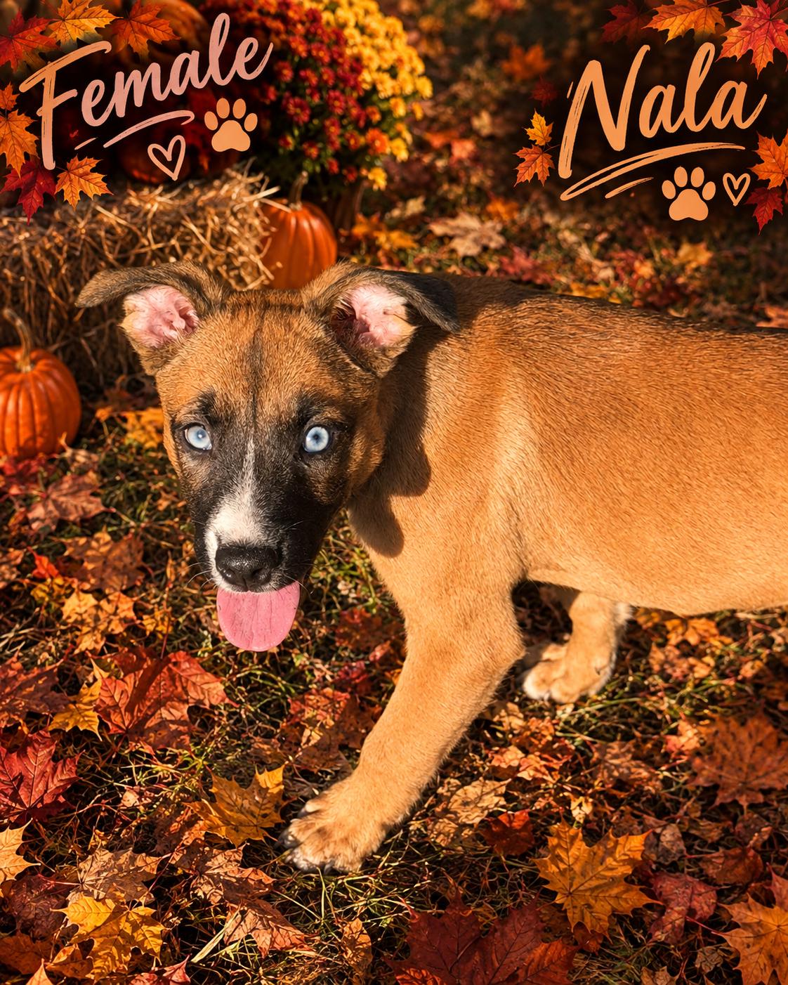 Enlarge Bradleyton pups, a Adoptable mixed breed in Brooksville, FL image 5/5
