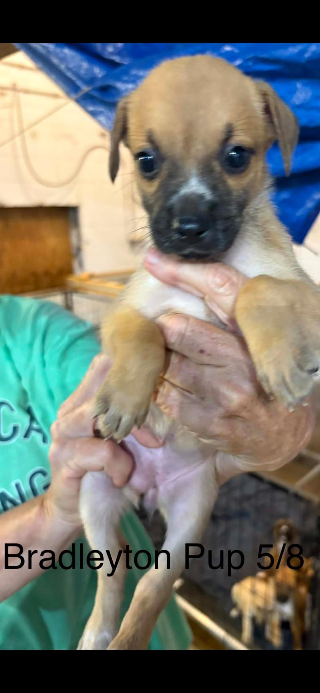 Enlarge Bradleyton pups, a ADOPTABLE mixed breed in Brooksville, FL image 5/6