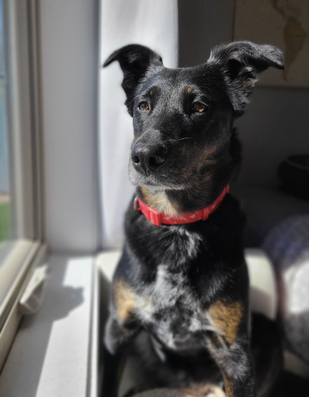 Maya, Adoptable, Senior Female Shepherd.