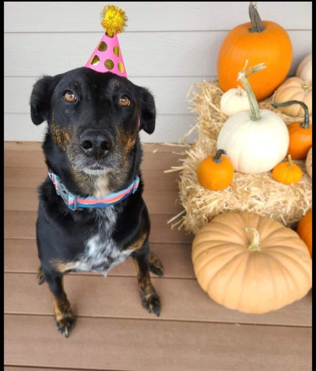 Maya, a Adoptable Shepherd in Sioux City, IA image 3/5