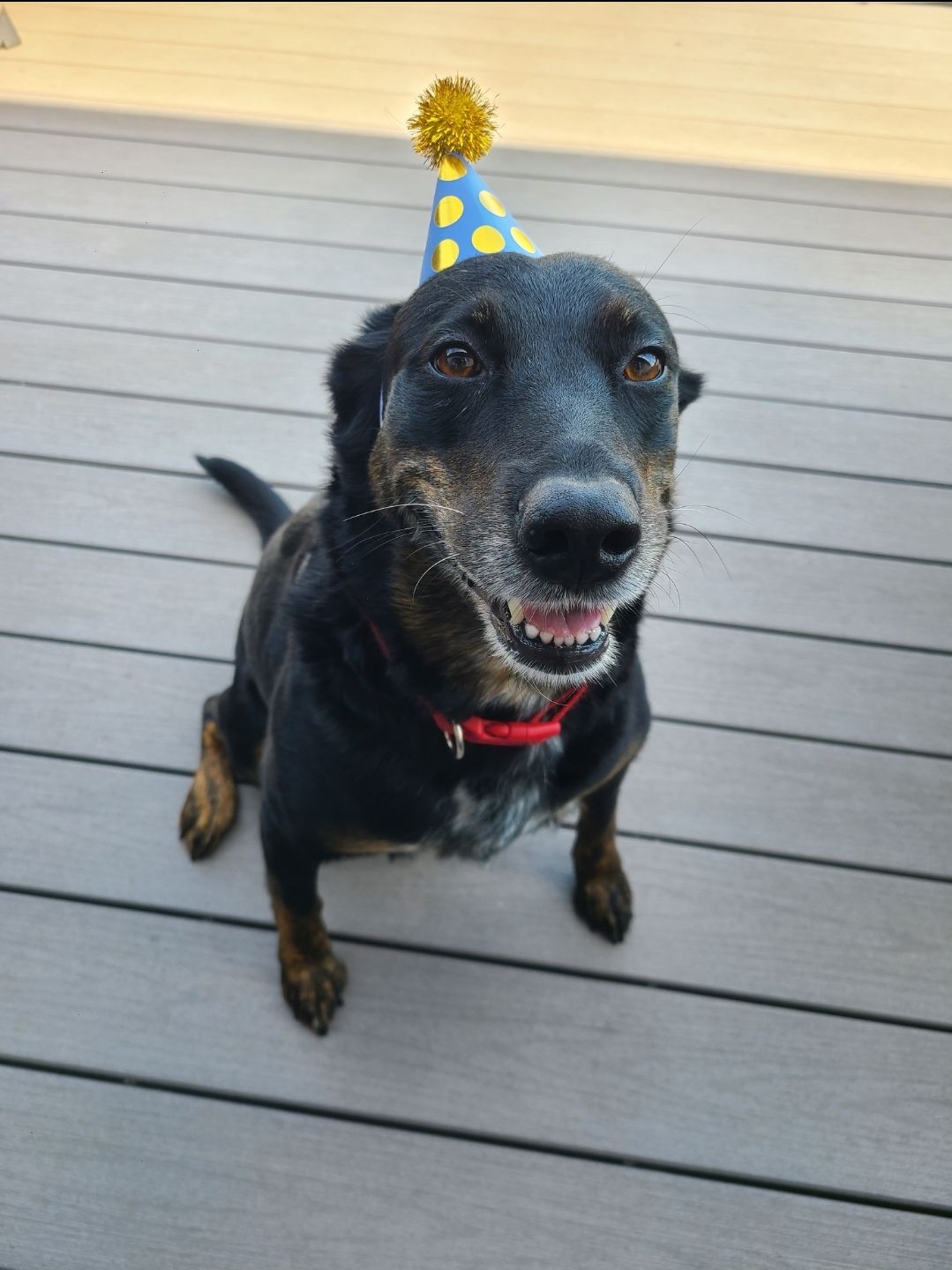 Maya, a Adoptable Shepherd in Sioux City, IA image 5/5