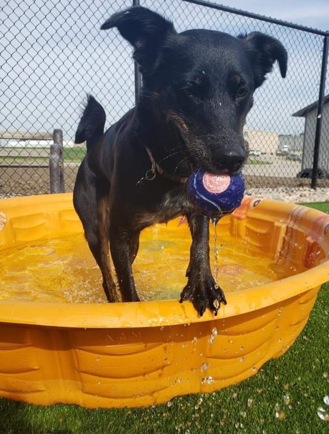 Maya, a Adoptable Shepherd in Sioux City, IA image 4/5
