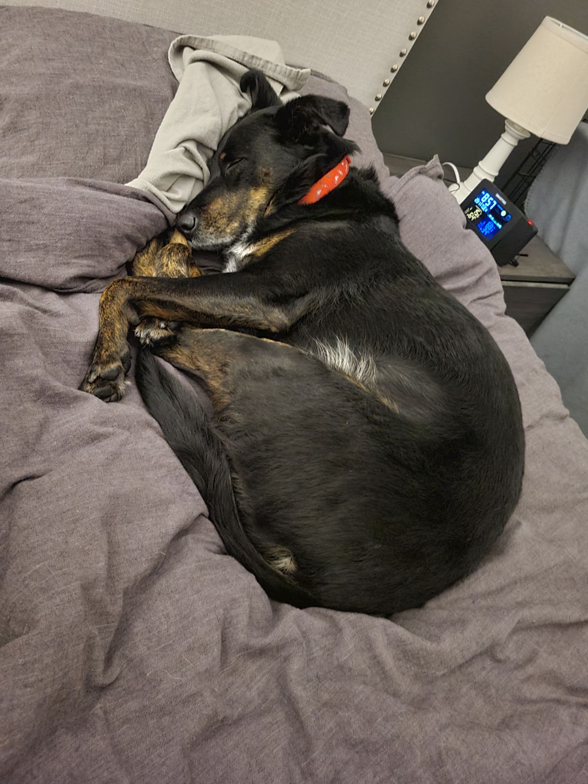 Maya, a Adoptable Shepherd in Sioux City, IA image 2/5