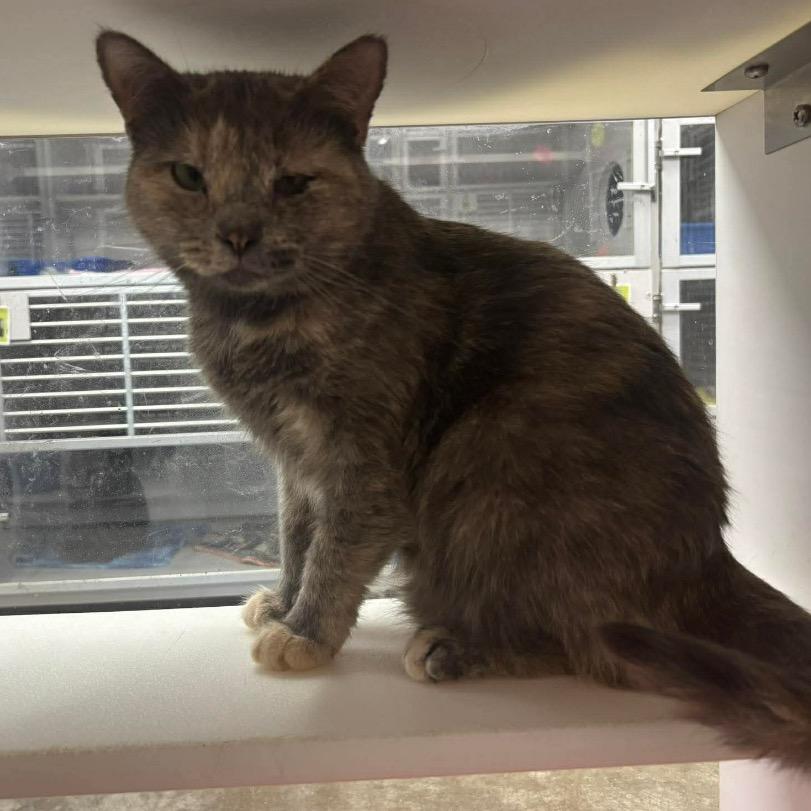 Cora, Adoptable, Adult Female Domestic Short Hair.