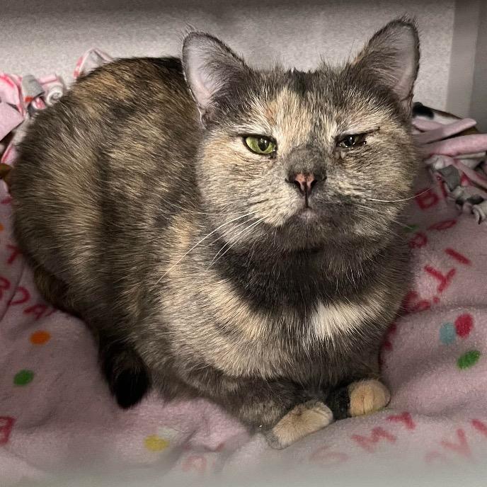 Cora, a Adoptable Domestic Short Hair in Mount Vernon, IN image 2/4