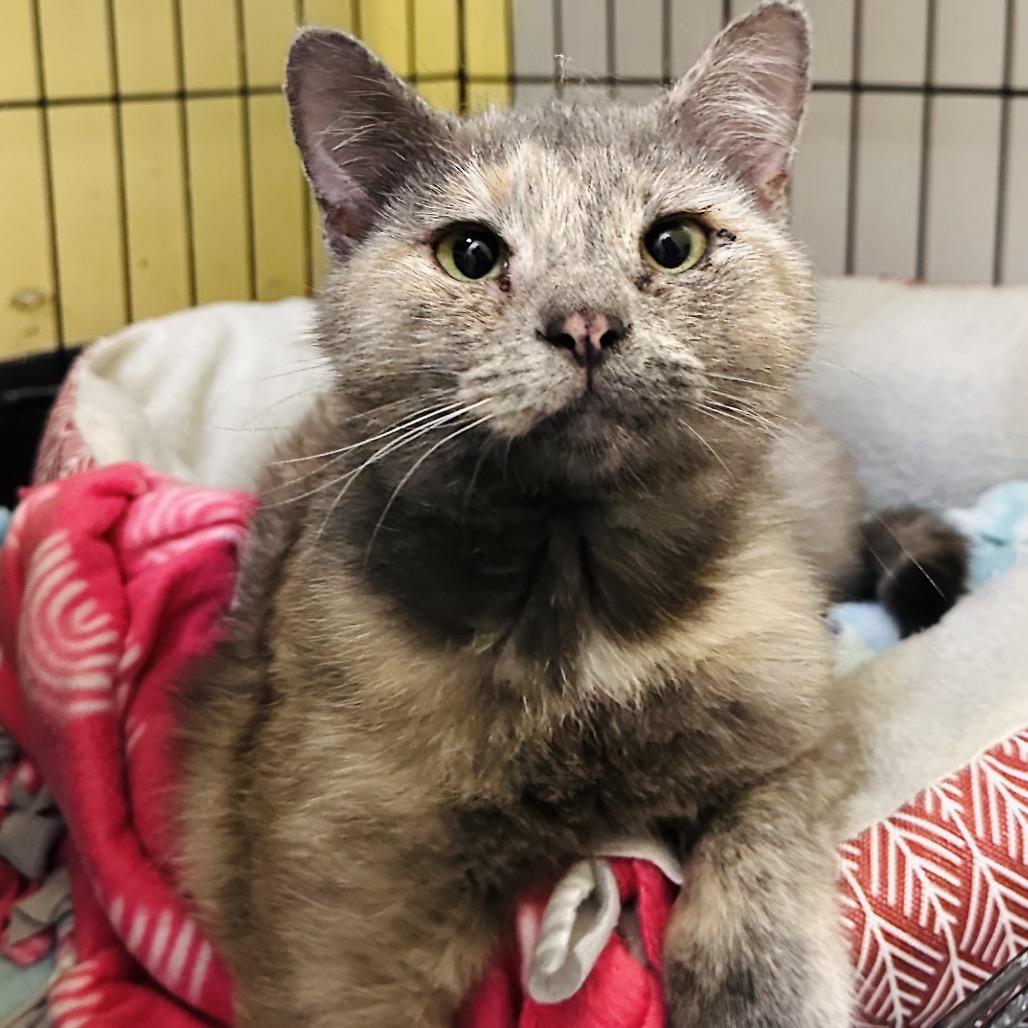 Cora, Adoptable, Adult Female Domestic Short Hair.