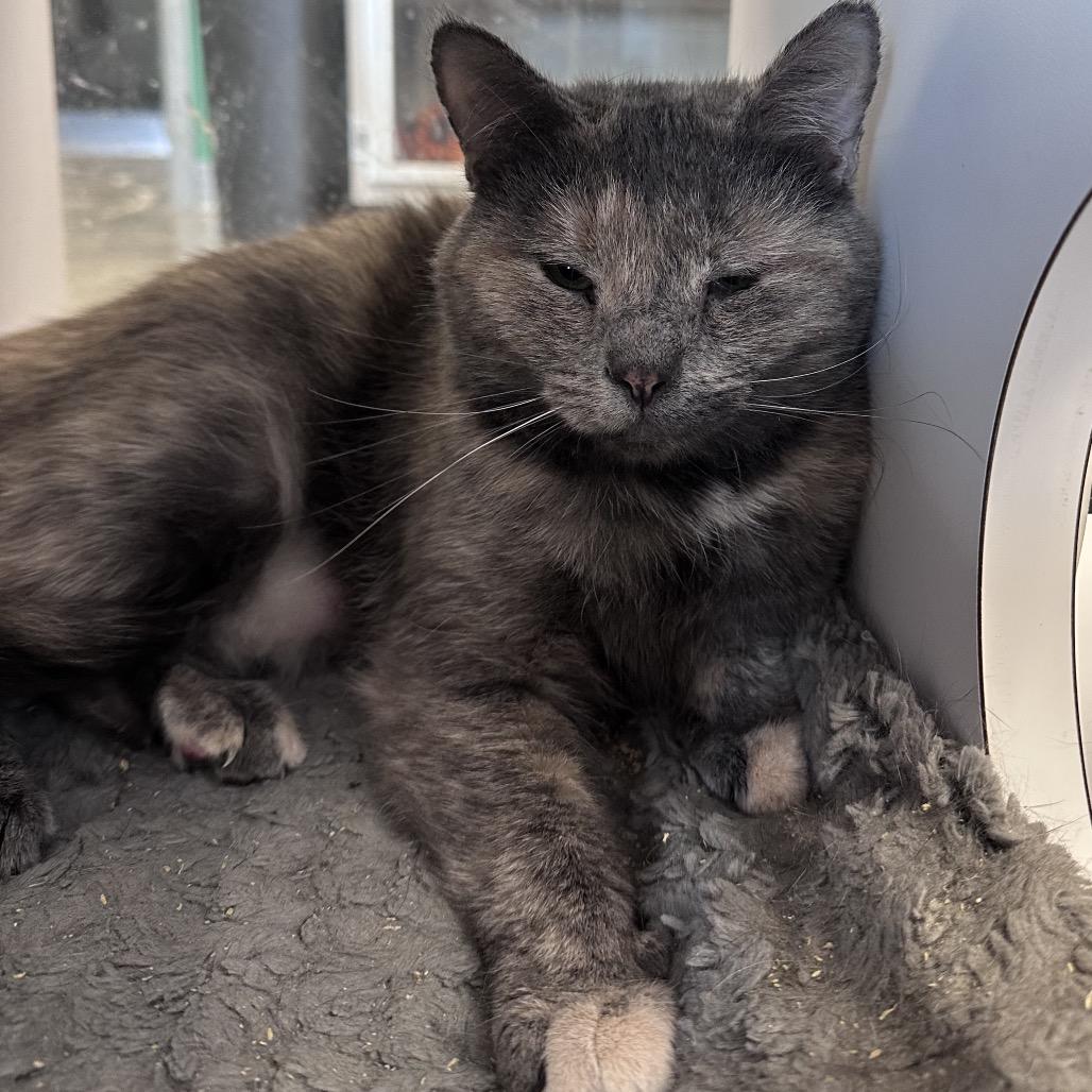 Enlarge Cora, a Adoptable Domestic Short Hair in Mount Vernon, IN image 4/6