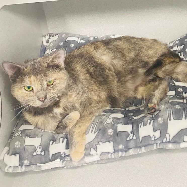 Cora, a Adoptable Domestic Short Hair in Mount Vernon, IN image 3/4