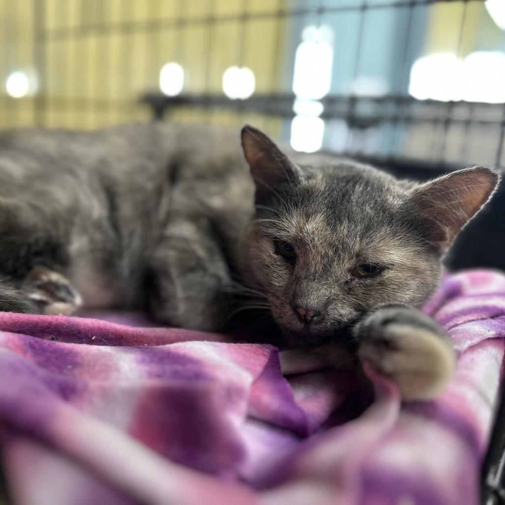 Cora, a Adoptable Domestic Short Hair in Mount Vernon, IN image 2/2