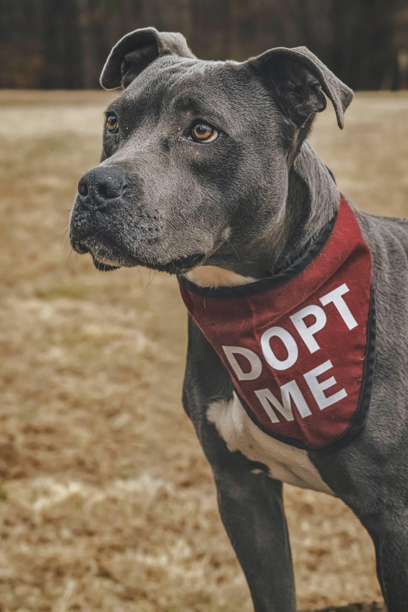 Milo !, ADOPTABLE, Adult Male Pit Bull Terrier.