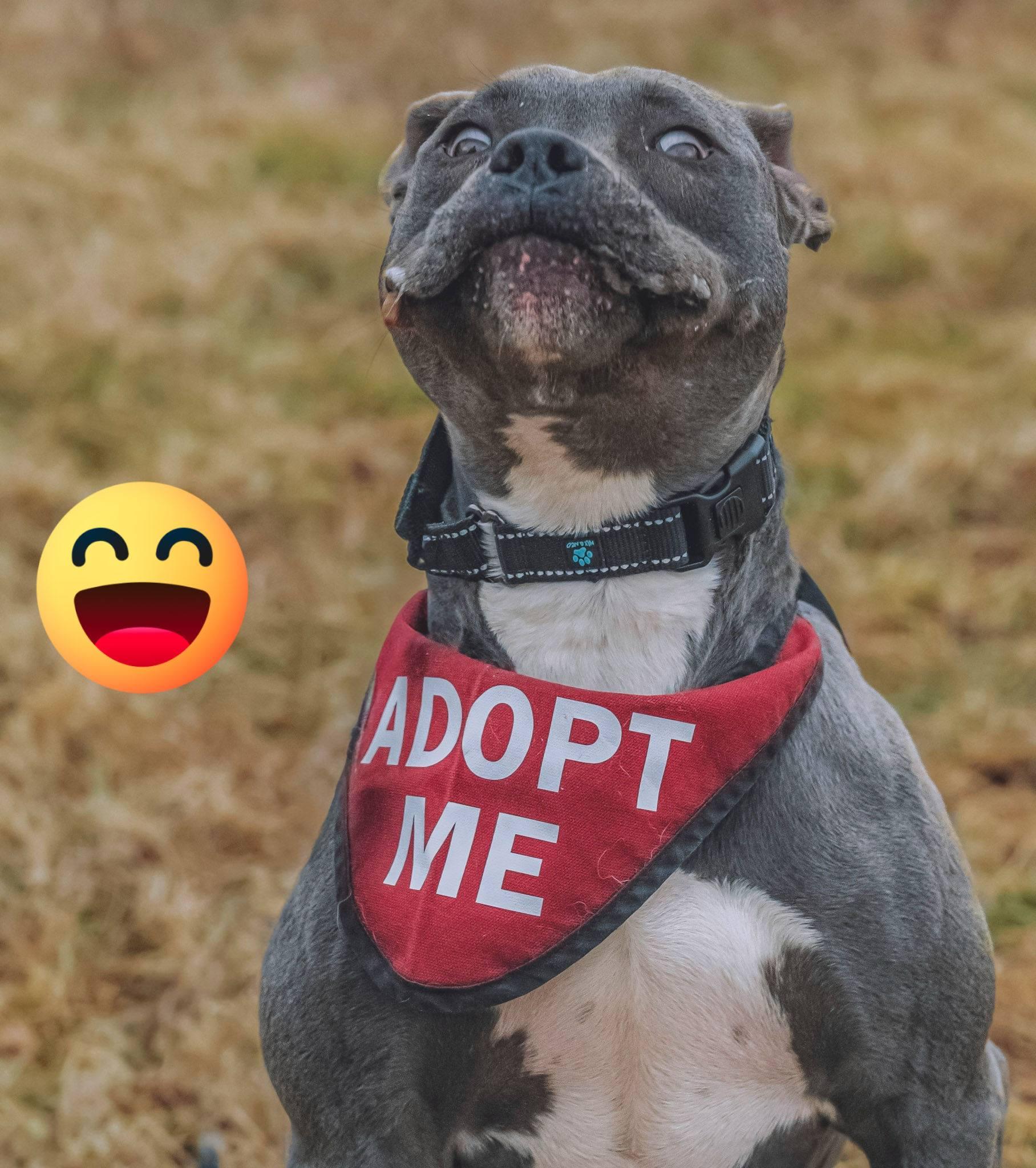Enlarge Milo !, a ADOPTABLE Pit Bull Terrier in Amherst, VA image 5/6