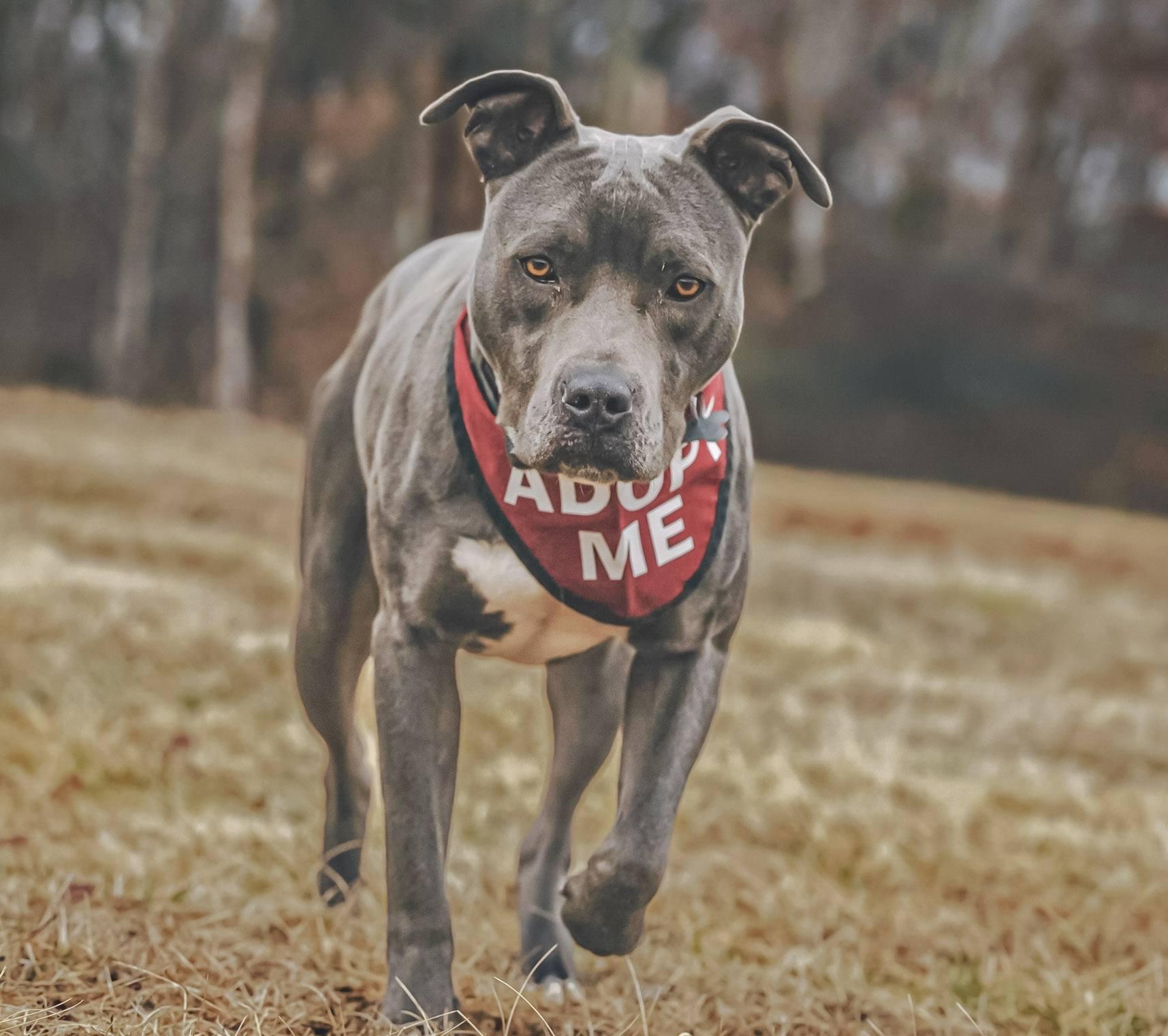 Enlarge Milo !, a ADOPTABLE Pit Bull Terrier in Amherst, VA image 4/6