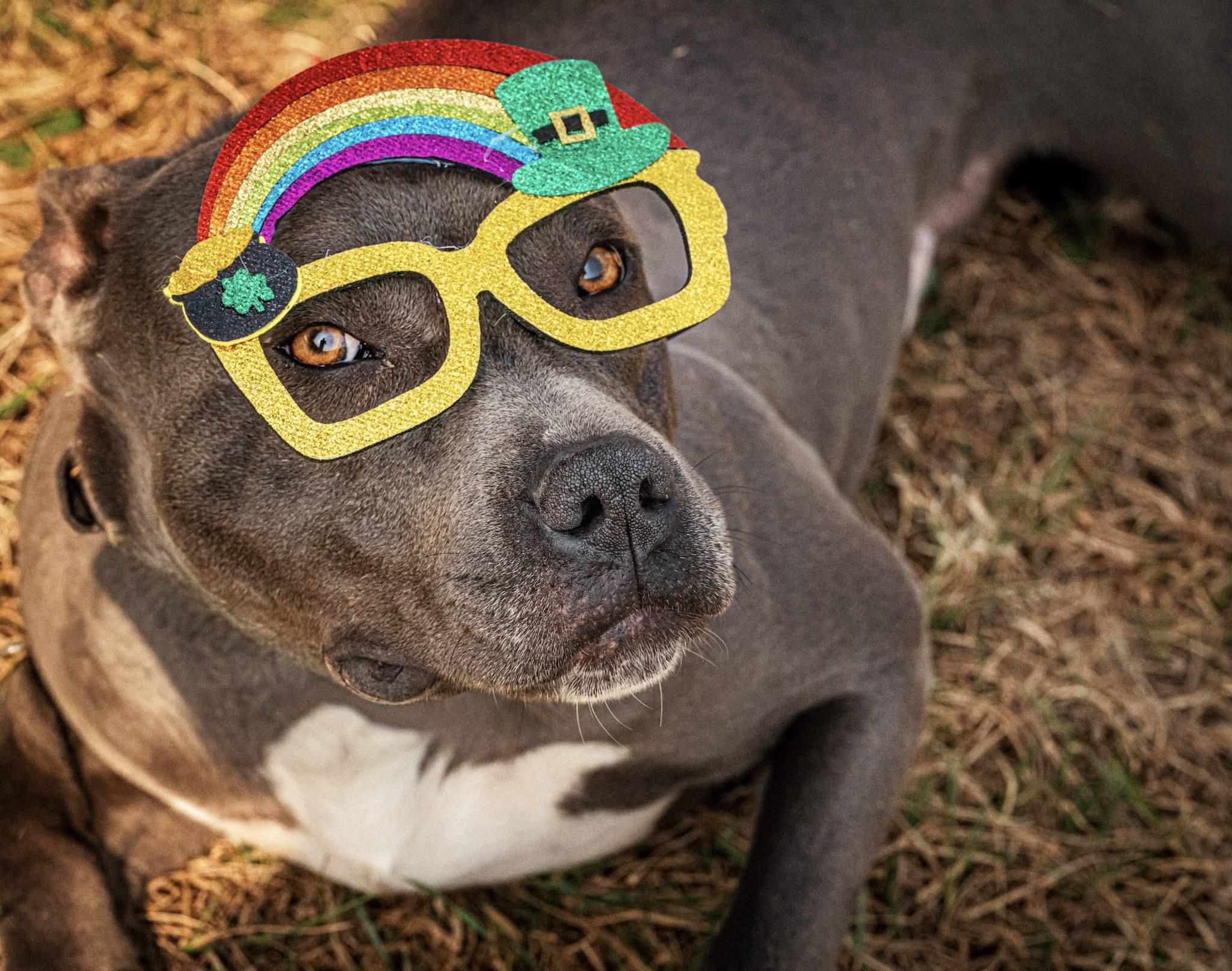 Enlarge Milo !, a ADOPTABLE Pit Bull Terrier in Amherst, VA image 6/6