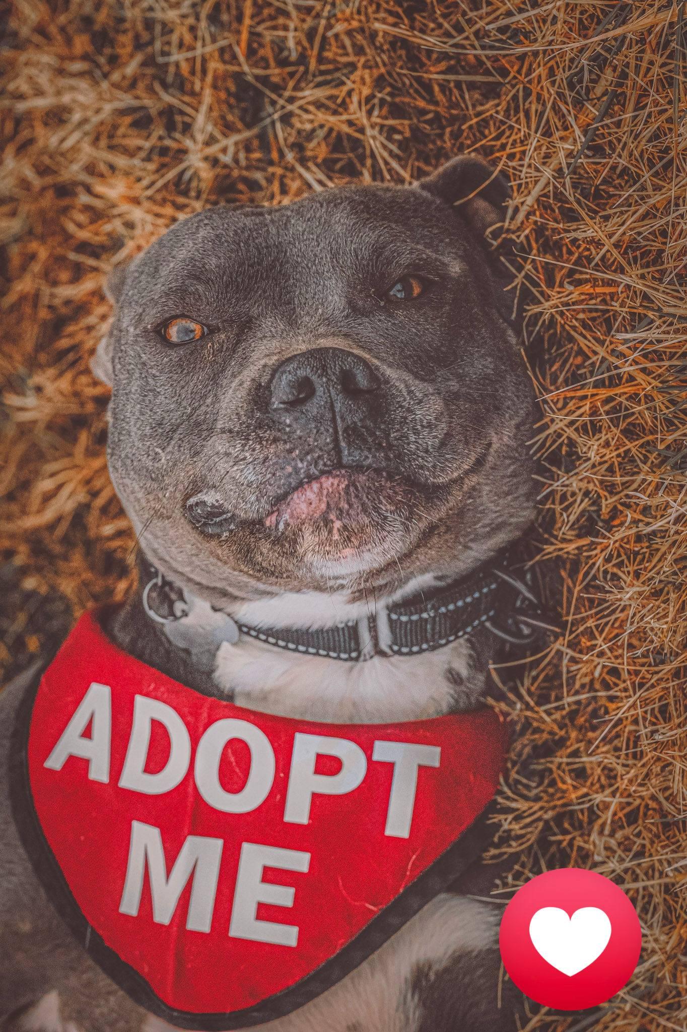 Milo !, ADOPTABLE, Adult Male Pit Bull Terrier.