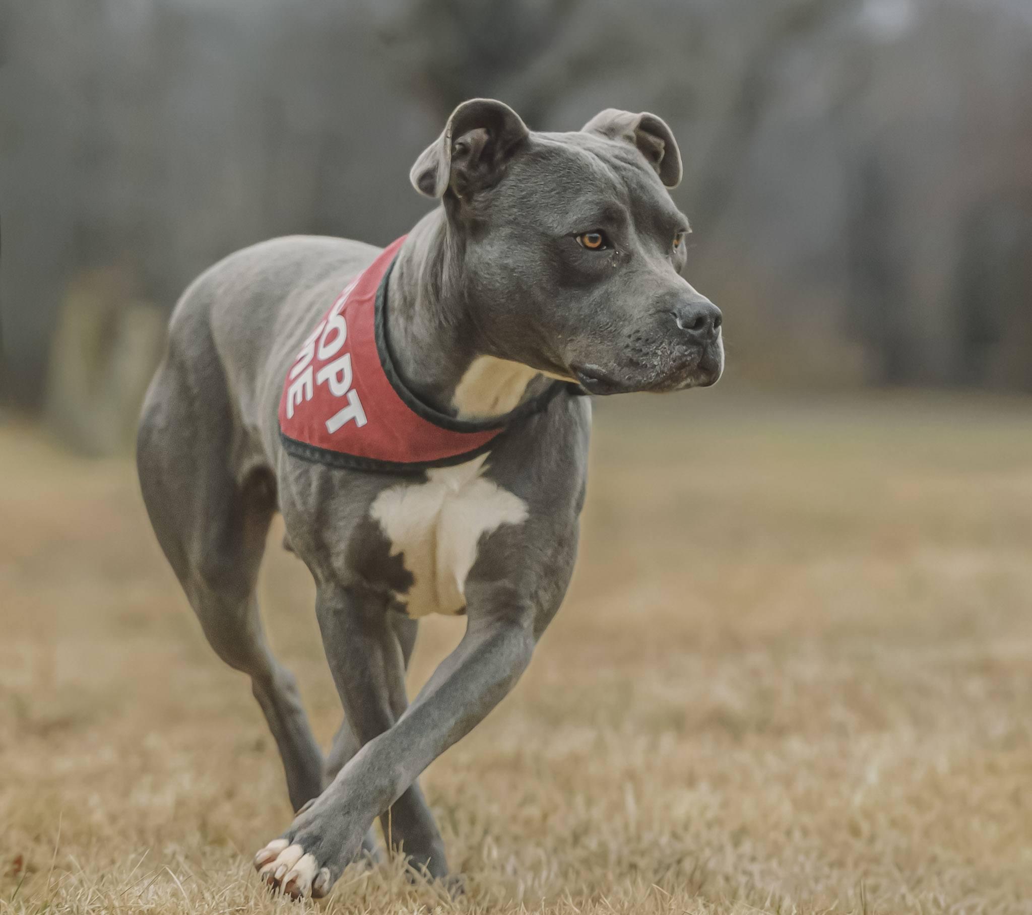 Enlarge Milo !, a ADOPTABLE Pit Bull Terrier in Amherst, VA image 2/6