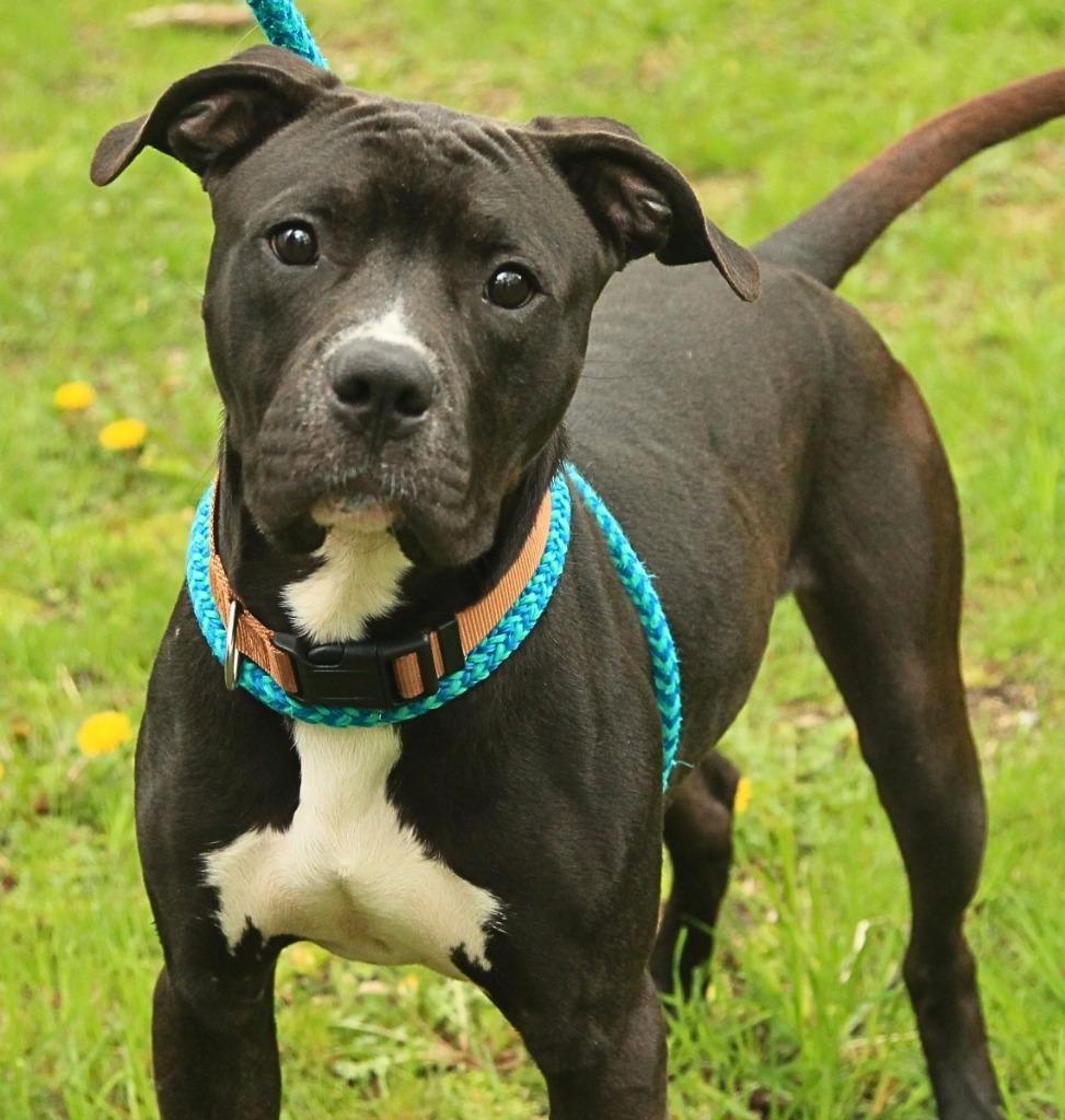 Rajah, Adoptable, Puppy Male Pit Bull Terrier & Mixed Breed.