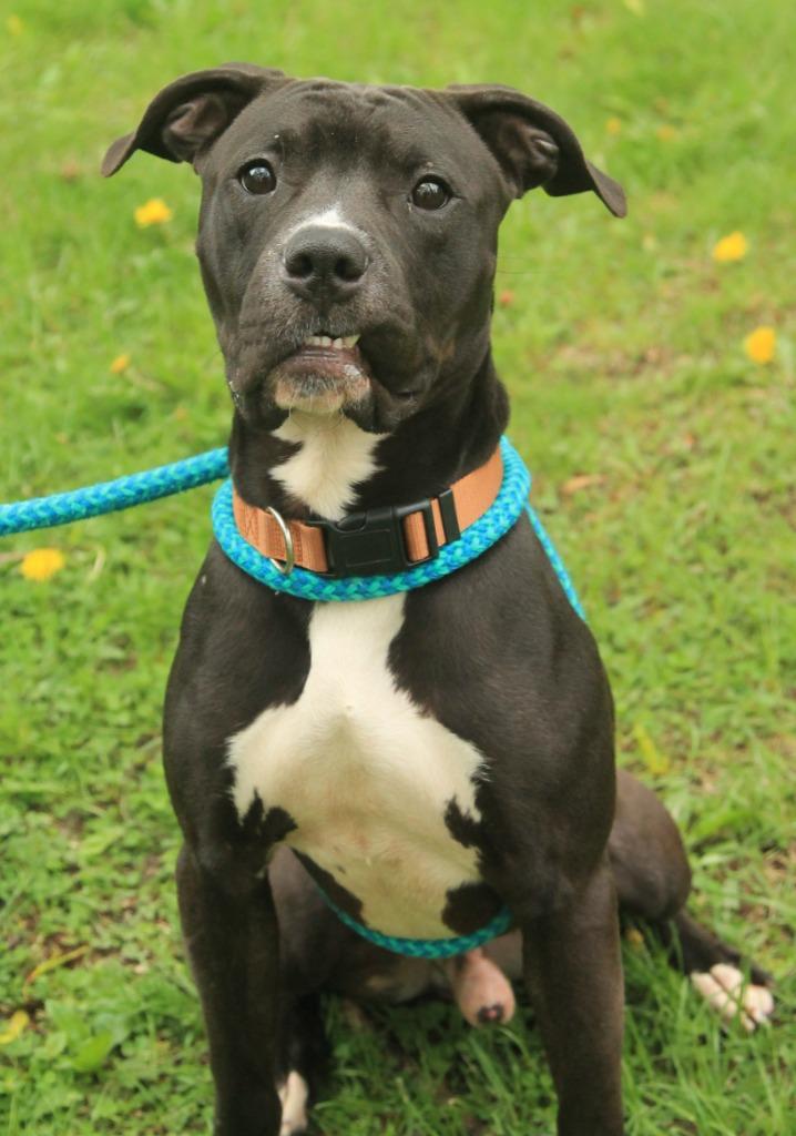 Enlarge Rajah, a Adoptable mixed breed in Utica, MI image 2/3