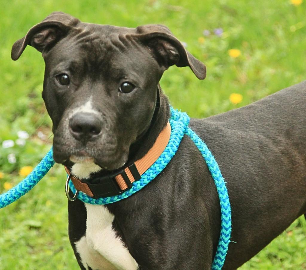 Enlarge Rajah, a Adoptable mixed breed in Utica, MI image 3/3