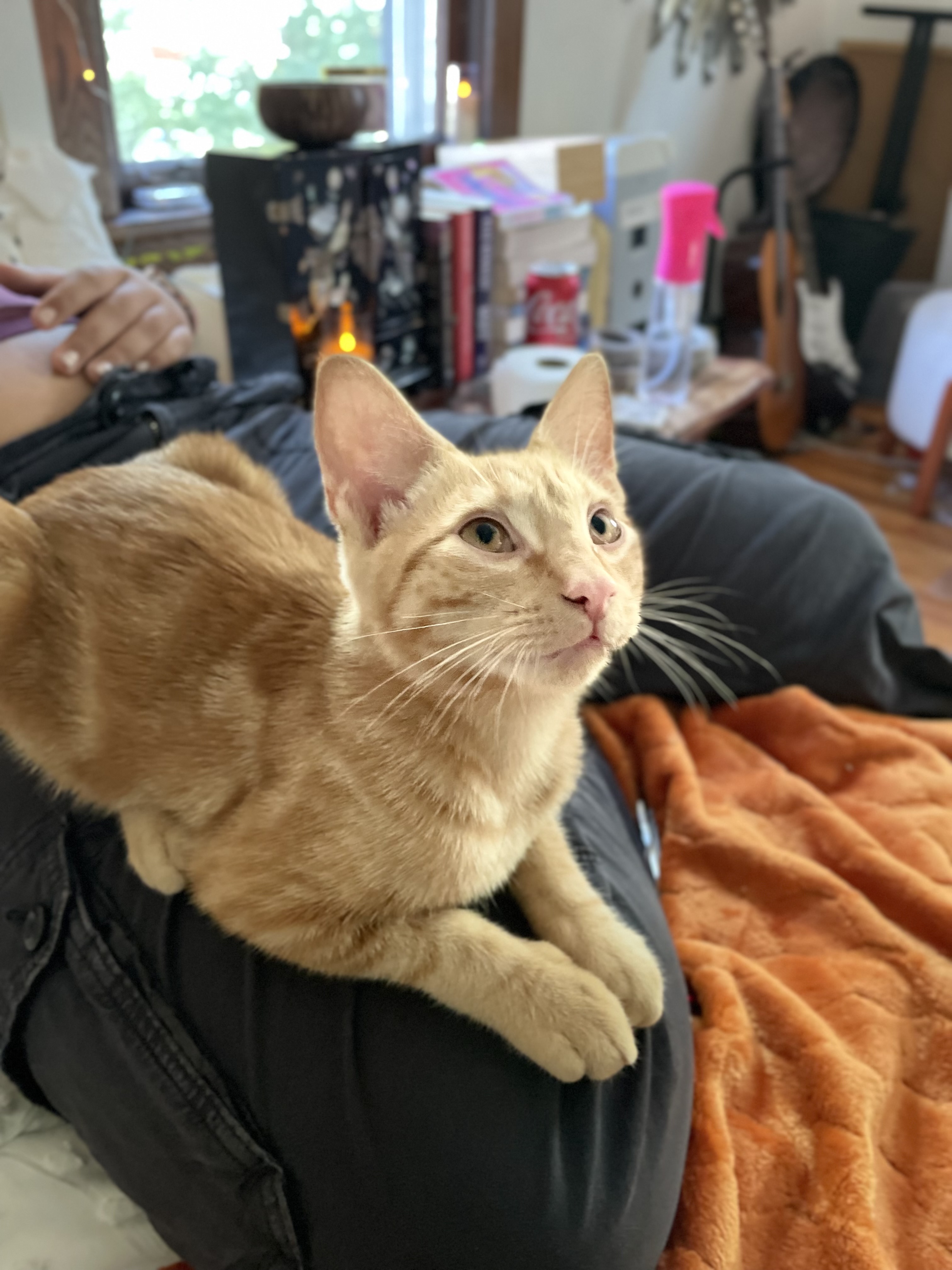 Carrot (bonded w/ Dustbunny)