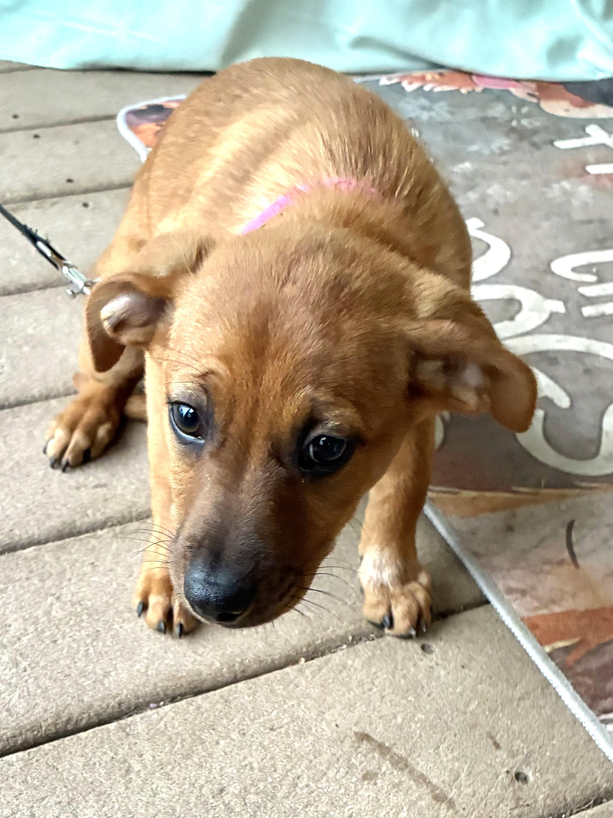 Suzy, an adopted mixed breed in West Chicago, IL image 2/2
