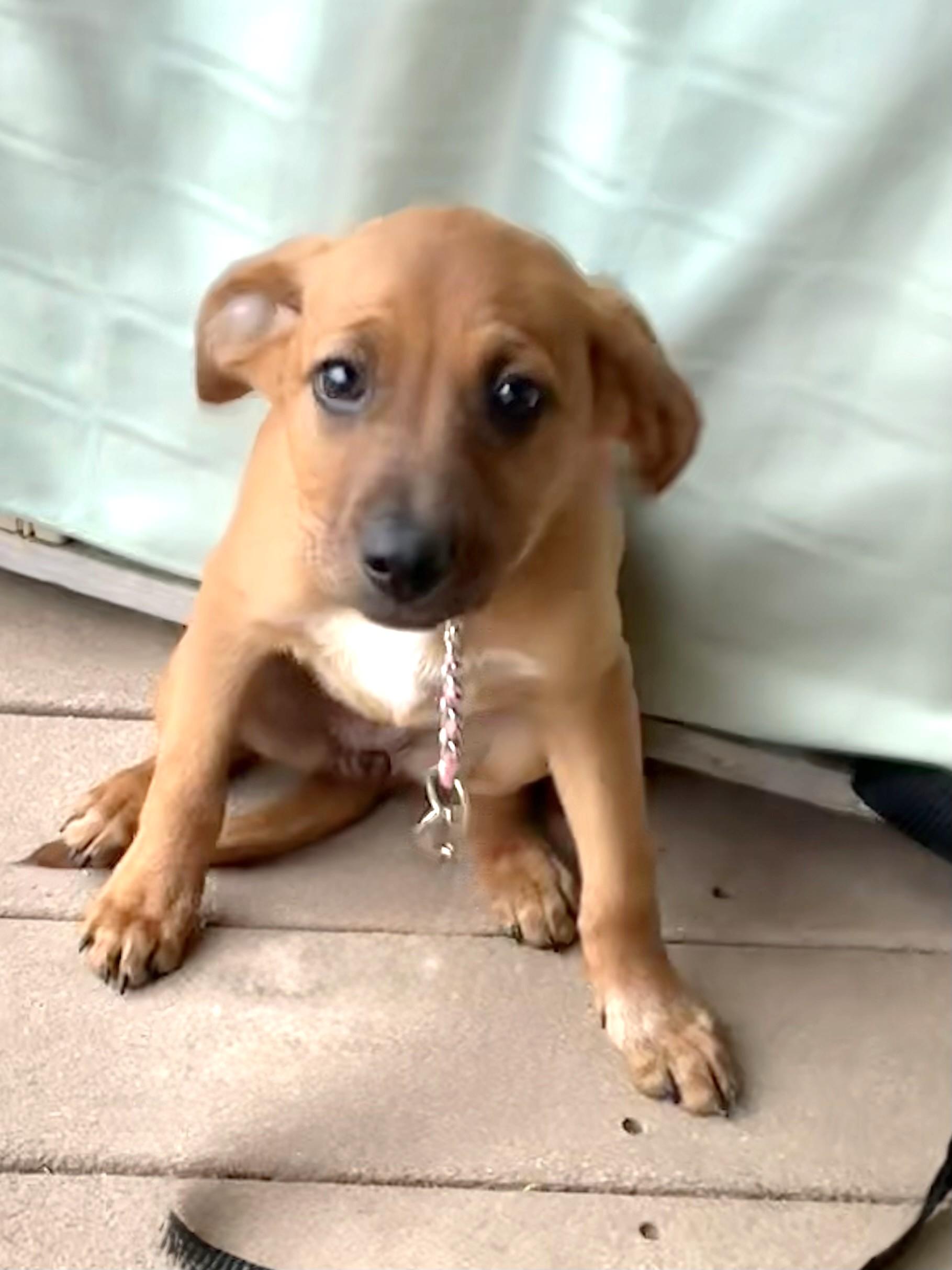 Suzy, adopted, Puppy Female Labrador Retriever & Terrier.