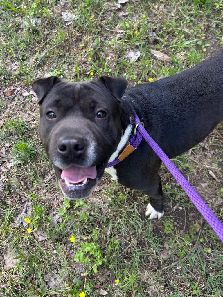 Winnie, Adoptable, Young Female Shar-Pei.