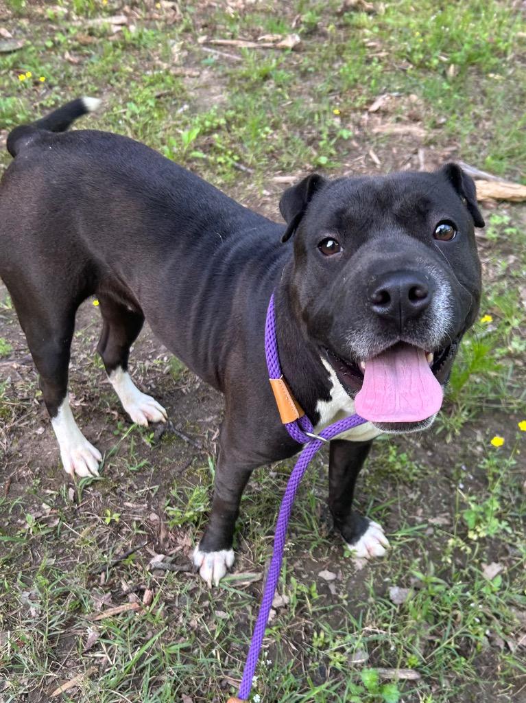 Enlarge Winnie, a Adoptable Shar-Pei in Benton, AR image 2/3