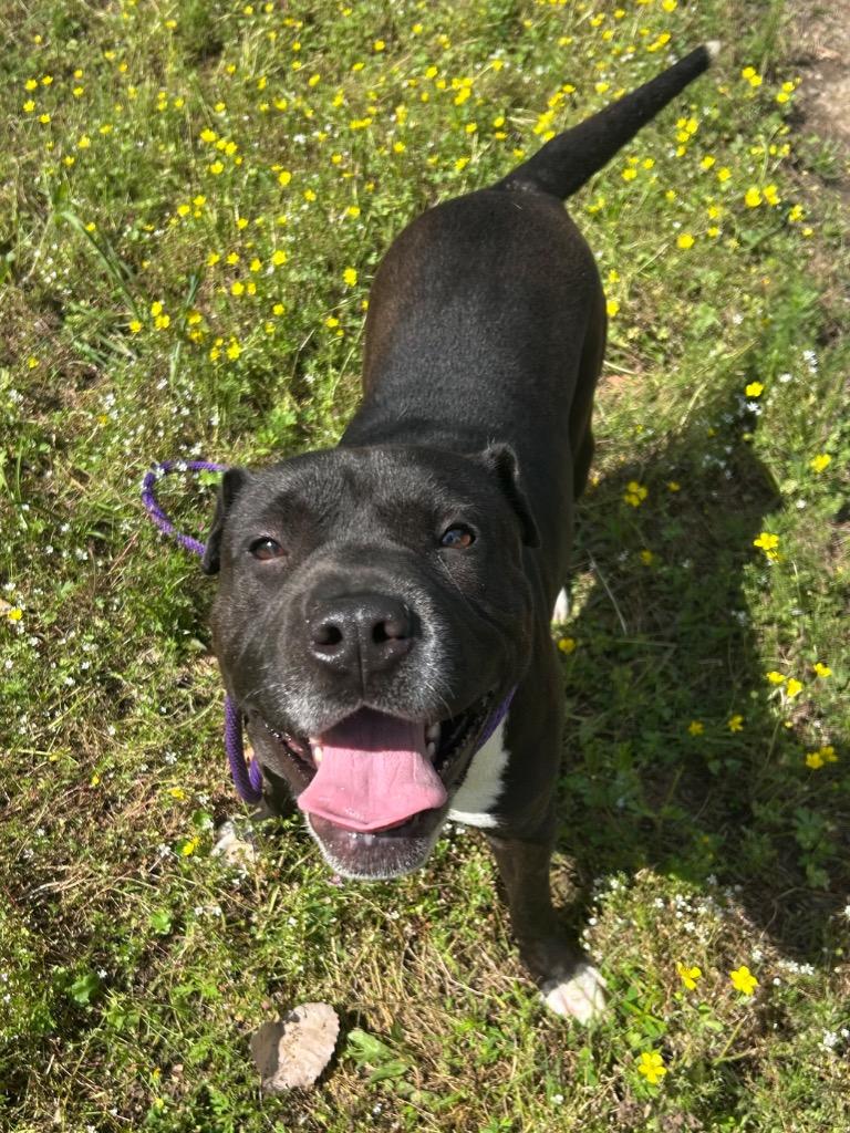 Enlarge Winnie, a Adoptable Shar-Pei in Benton, AR image 3/3