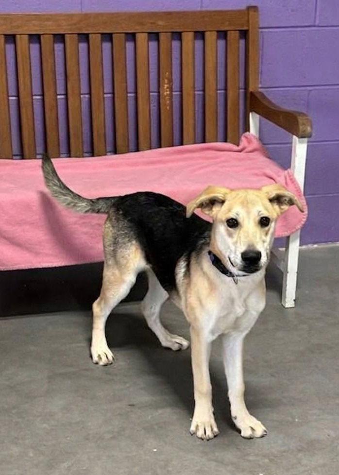 **VIOLET**, Adoptable, Puppy Female Shepherd.
