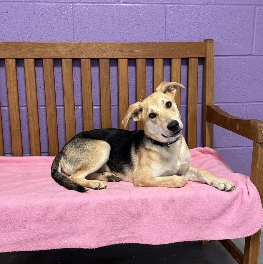 Enlarge **VIOLET**, a Adoptable Shepherd in North Prairie, WI image 2/2