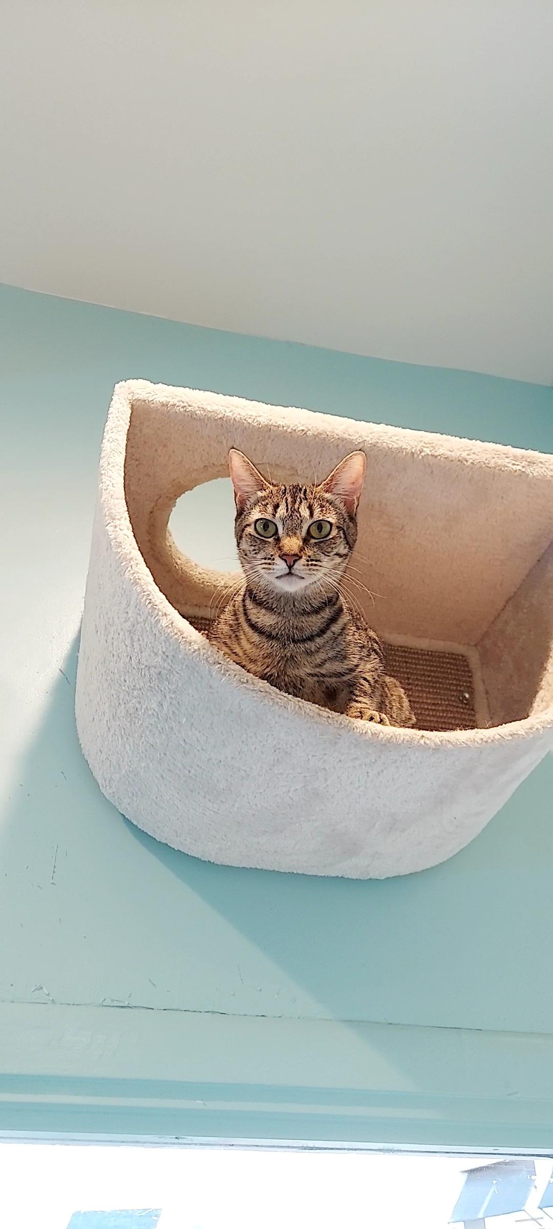 Enlarge Linda 6, a Adoptable Domestic Short Hair in Aiea, HI image 3/6