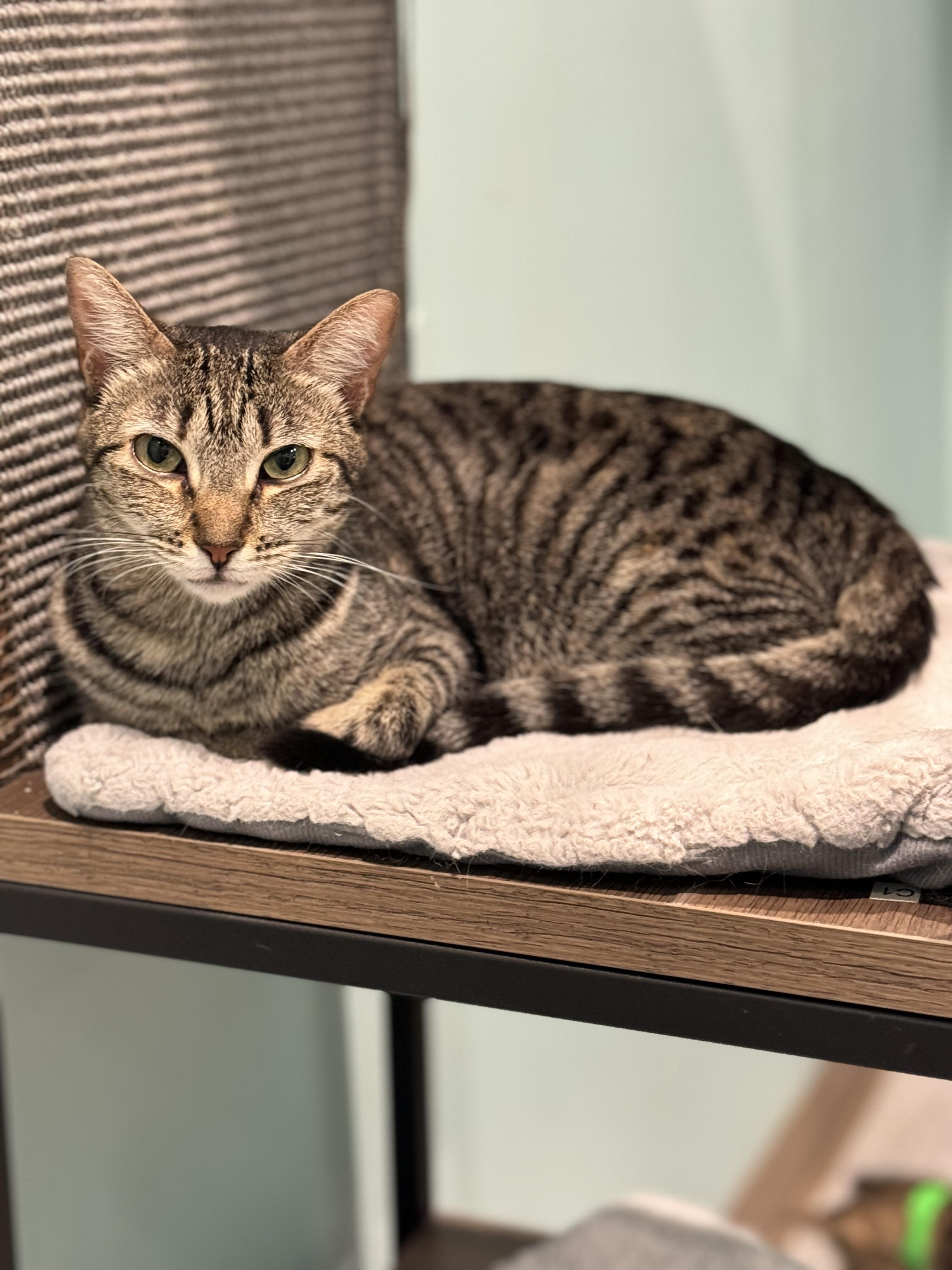 Enlarge Linda 6, a Adoptable Domestic Short Hair in Aiea, HI image 5/6