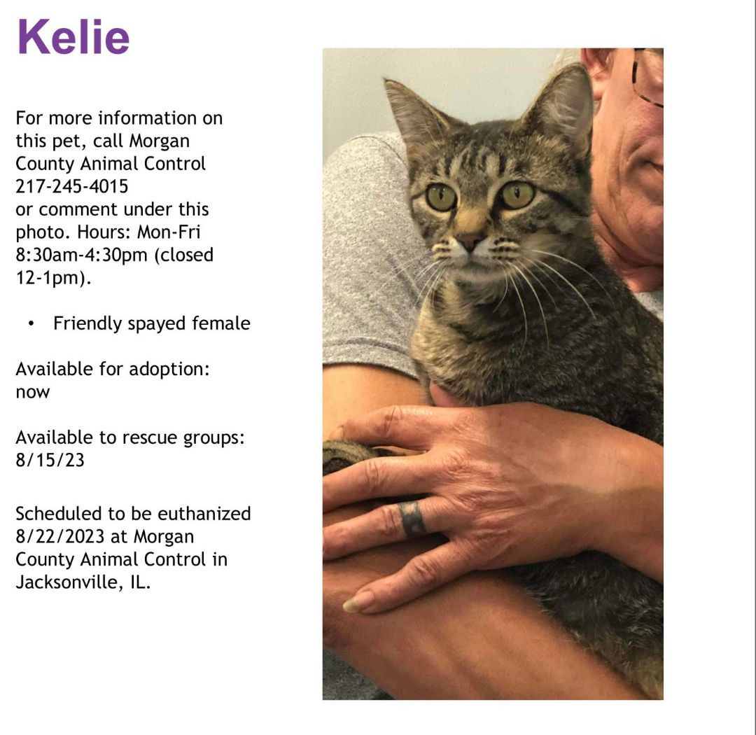 Enlarge Kelie, a Adopted Domestic Short Hair in Jacksonville, IL image 1/1
