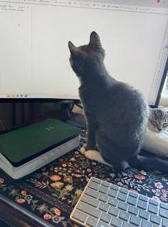 MAEVE, a ADOPTABLE Domestic Short Hair in Chicago, IL image 2/4