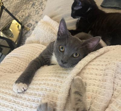 MAEVE, ADOPTABLE, Young Female Domestic Short Hair.