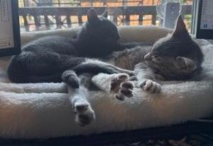 MAEVE, a ADOPTABLE Domestic Short Hair in Chicago, IL image 3/4