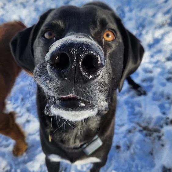 Enlarge Duffy FKA Cannon, a Adoptable mixed breed in Groveland, MA image 1/6