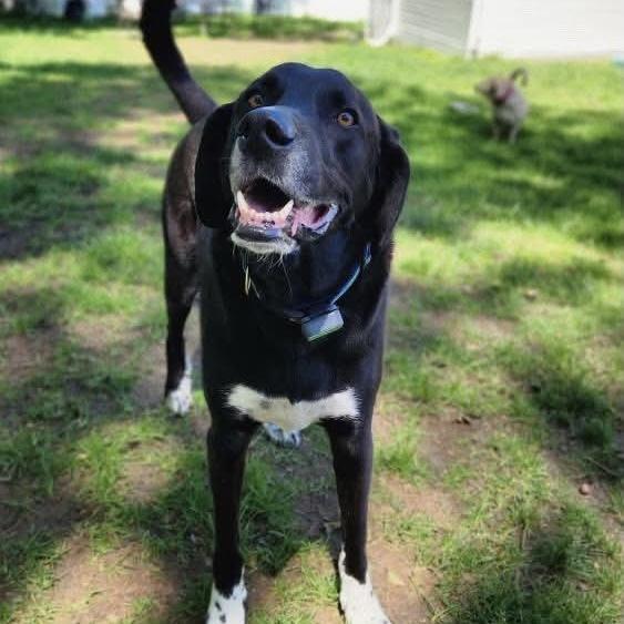 Enlarge Duffy FKA Cannon, a Adoptable mixed breed in Groveland, MA image 2/6