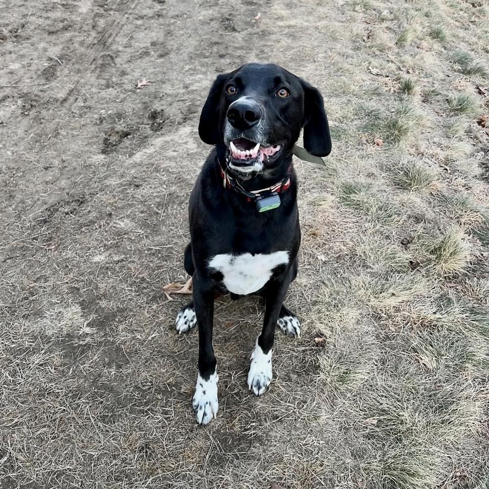 Enlarge Duffy FKA Cannon, a Adoptable mixed breed in Groveland, MA image 3/6