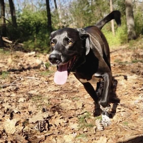 Enlarge Duffy FKA Cannon, a Adoptable mixed breed in Groveland, MA image 4/6