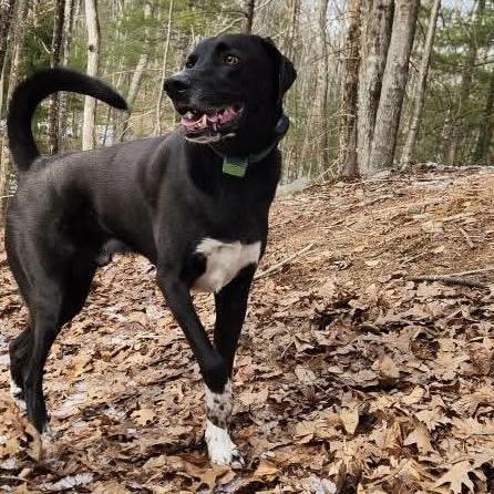 Enlarge Duffy FKA Cannon, a Adoptable mixed breed in Groveland, MA image 5/6