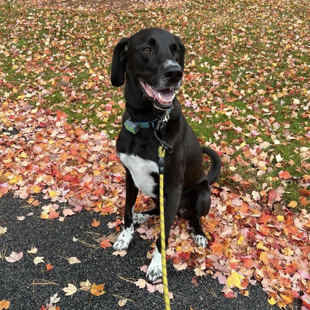 Enlarge Duffy FKA Cannon, a Adoptable mixed breed in Groveland, MA image 6/6
