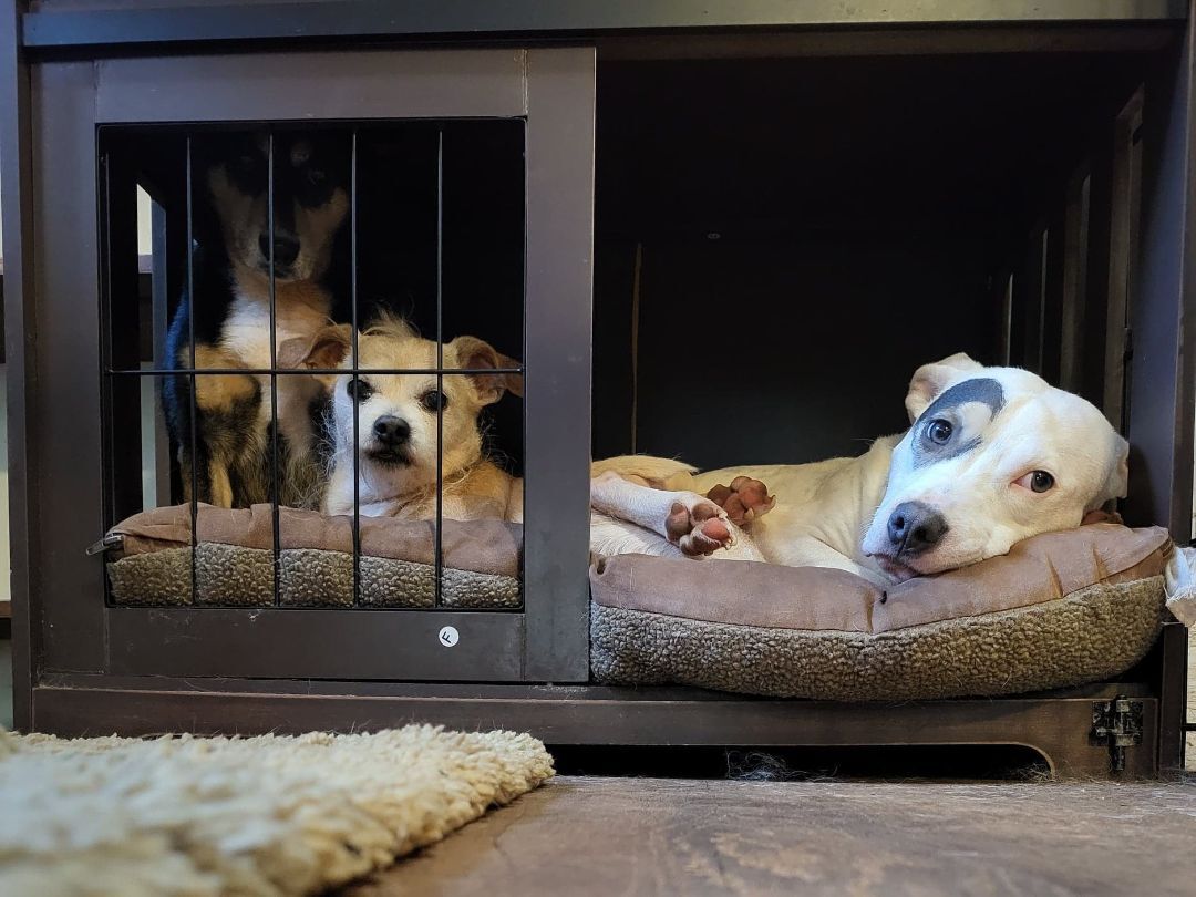 Enlarge P-nut, a Adoptable mixed breed in Landrum, SC image 6/9